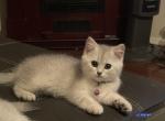 Kitti - Scottish Fold Cat For Sale - Philadelphia, PA, US