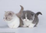 Gunea & Grass standard babies lilac & blue bicolor - Munchkin Cat For Sale - CA, US