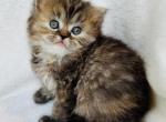 Jenny - Persian Cat For Sale - Callahan, FL, US