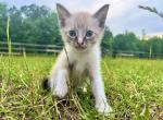 Snowball - Snowshoe Cat For Sale - Columbus, GA, US