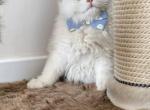 Marcus - British Shorthair Cat For Sale - New York, NY, US