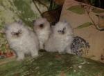 Himalayan Persian Kittens - Himalayan Cat For Sale - Duvall, WA, US