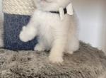 Polo - British Shorthair Cat For Sale - New York, NY, US