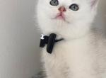 Micho - British Shorthair Cat For Sale - New York, NY, US