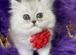 Reserved Teacup Henry Petit - Persian Cat For Sale - Tampa, FL, US