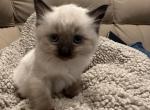 Seal point male kitten - Ragdoll Cat For Sale - Miami, FL, US