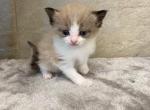 camile - Ragdoll Kitten For Sale - Freeburg, PA, US