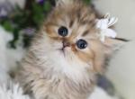 Adopted Teacup Jane Petit - Persian Cat For Sale - Tampa, FL, US