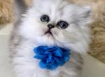 Teacup Persian PJ Petit - Persian Cat For Sale - Tampa, FL, US