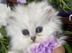 Ian Petit Teacup Persia Adopted - Persian Cat For Sale - Tampa, FL, US