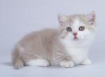 Filemon - Munchkin Cat For Sale - Hollywood, FL, US