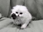 Artemis - Scottish Fold Cat For Sale - San Francisco, CA, US