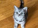 Black Silver Classic Torbie girl - British Shorthair Cat For Sale - NY, US