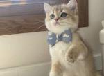 Jacob - British Shorthair Cat For Sale - Fairfax, VA, US