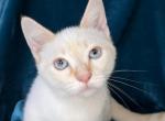munchkin kitten - Munchkin Cat For Sale - Sacramento, CA, US