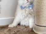 Marcus - British Shorthair Cat For Sale - Charlotte, NC, US