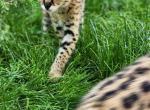 Salim - Savannah Cat For Sale - Charlotte, NC, US