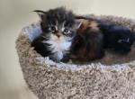 City of Mainecoons - Maine Coon Cat For Adoption - Apopka, FL, US