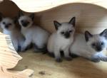 Siamese - Siamese Kitten For Sale - Columbus, OH, US