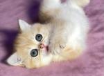 Barbie - British Shorthair Cat For Sale - Brooklyn, NY, US