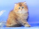 Agate - British Shorthair Cat For Sale - Brooklyn, NY, US