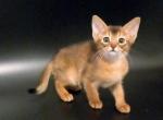 Undine - Abyssinian Cat For Sale - Brooklyn, NY, US