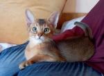 Unicorn - Abyssinian Cat For Sale - Brooklyn, NY, US