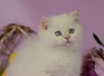 Dominic - British Shorthair Cat For Sale - Brooklyn, NY, US