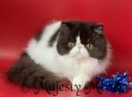 Bentliy - Persian Cat For Sale - Yucca Valley, CA, US