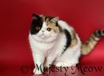 Camila - Exotic Cat For Sale - Yucca Valley, CA, US