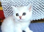 Bella - British Shorthair Cat For Sale - New York, NY, US