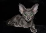 Blue Pearl - Oriental Cat For Sale - Brooklyn, NY, US