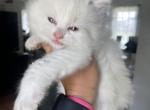 Tica seal bi color male - Ragdoll Cat For Sale - Butler, PA, US