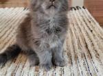 Stormy - Maine Coon Cat For Sale - Westfield, MA, US