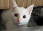 Male Flame Point Siamese - Siamese Kitten For Sale - Clarksville, TN, US