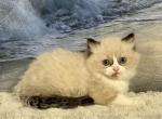 Earl - Ragdoll Cat For Sale - Ocala, FL, US