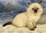 Amelia - Ragdoll Cat For Sale - Ocala, FL, US