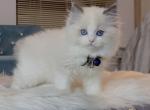 Blue Bicolor girl Sweety - Ragdoll Cat For Sale - Fontana, CA, US