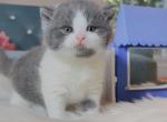 Blue white chuky Boy - British Shorthair Cat For Sale - Fontana, CA, US