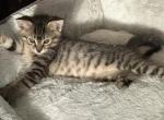 Summer - Bengal Cat For Sale - Concord, NH, US
