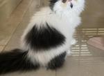 Blacky - Persian Cat For Sale - Boca Raton, FL, US