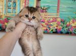 Nutella - Scottish Fold Cat For Sale - Levittown, PA, US