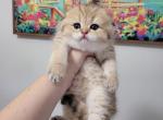 Niko - Scottish Fold Cat For Sale - Levittown, PA, US