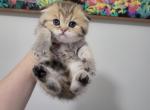 Nola - Scottish Fold Cat For Sale - Levittown, PA, US