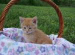 Tiger - Domestic Cat For Sale - MO, US