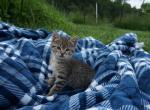 Raja - Domestic Kitten For Sale - MO, US