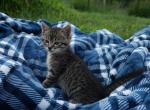 Bear - Domestic Kitten For Sale - MO, US