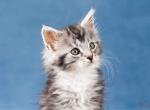 Ravena - Maine Coon Cat For Sale - Brooklyn, NY, US