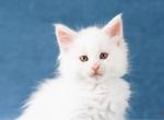 Ralph - Maine Coon Cat For Sale - Brooklyn, NY, US