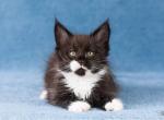 Quimby - Maine Coon Cat For Sale - Brooklyn, NY, US